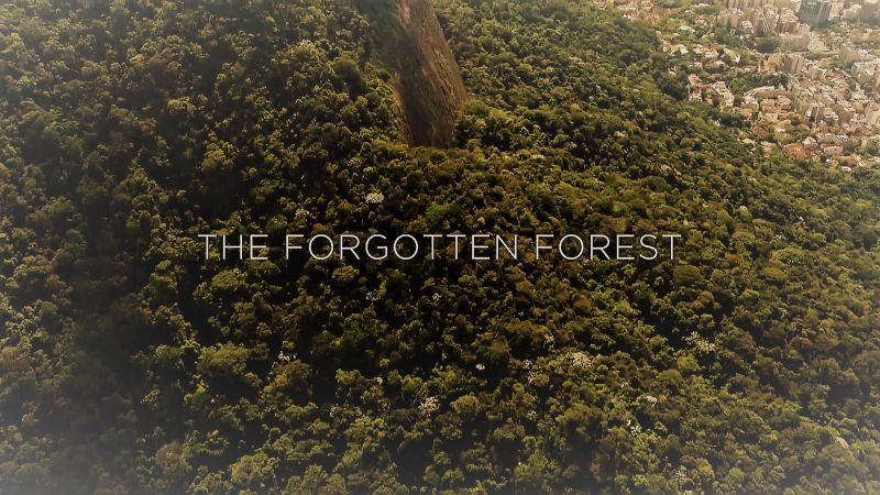 where to watch the forest for free