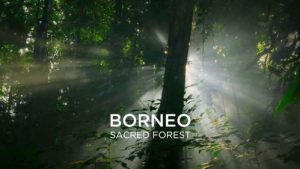 Borneo Sacred Forest